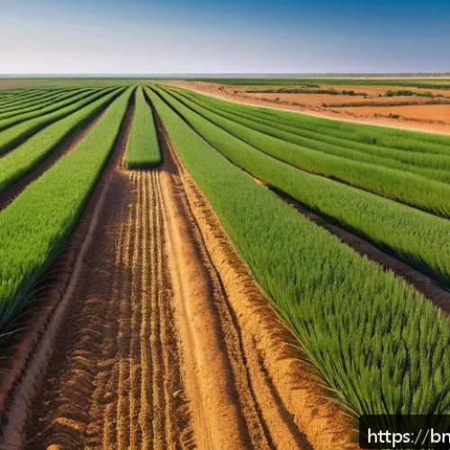 리비아의 농업과 주요 생산물 - A detailed landscape of Libyan agricultural fields near the Mediterranean coast, showing fertile soi...